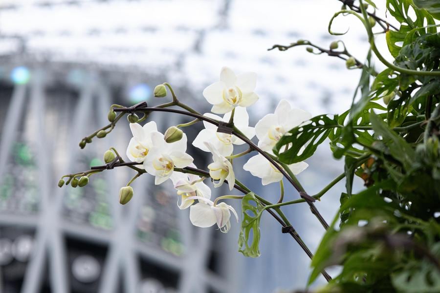 White Moth Orchid